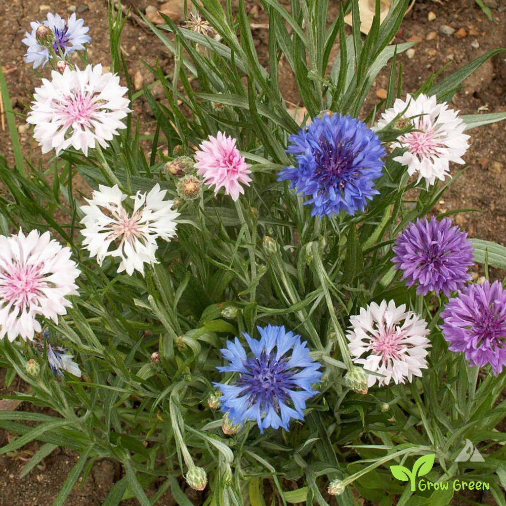 30 seeds Mix Cornflower - CENTAUREA CYANUS - Bachelor's Button + 5 seeds of Sunflower
