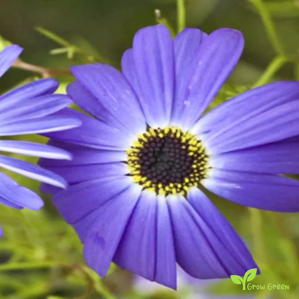 20 seeds MIX Swan River Daisy - BRACHYSCOME IBERIDIFOLIA + 5 seeds of Sunflower