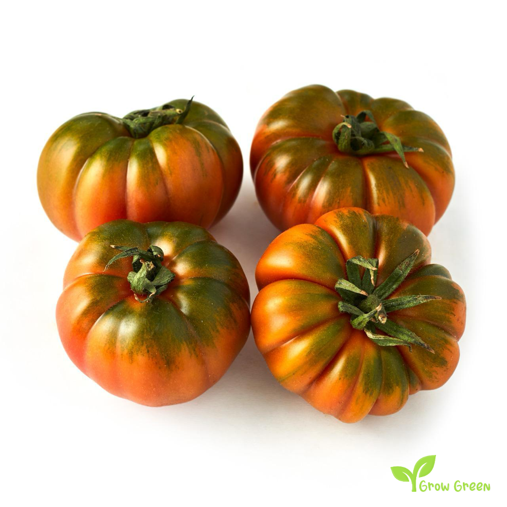 10 seeds Natoora Winter Raf Tomato - SOLANUM LYCOPERSICUM + 5 seeds of Sunflower