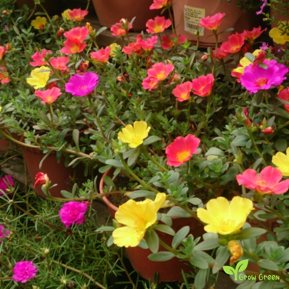 20 seeds of - Purlsane - PORTULACA OLERACEA - Duckweed + 5 seeds of Sunflower