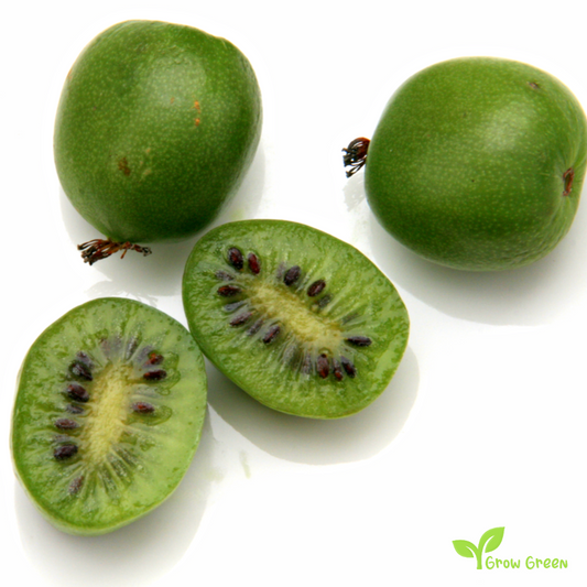 10 seeds of Baby Kiwi - ACTINIDIA ARGUTA - Hardy Kiwi + 5 seeds of Sunflower