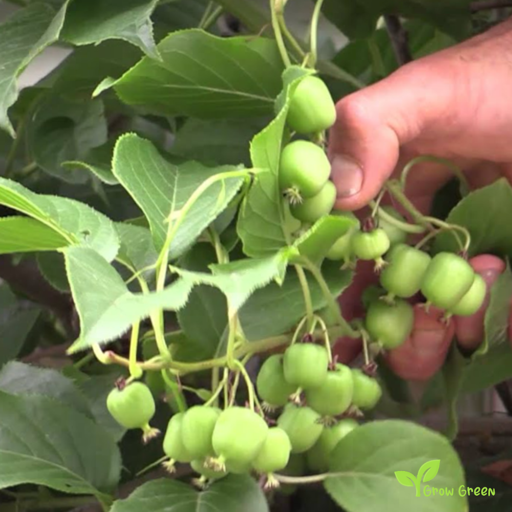 10 seeds of Baby Kiwi - ACTINIDIA ARGUTA - Hardy Kiwi + 5 seeds of Sunflower