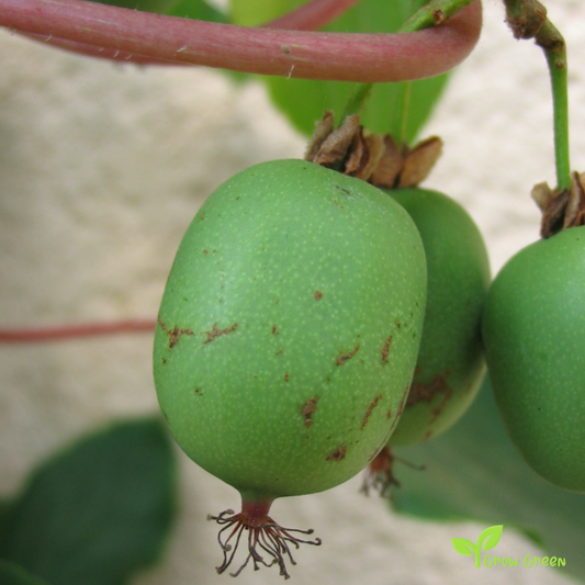 10 seeds of Baby Kiwi - ACTINIDIA ARGUTA - Hardy Kiwi + 5 seeds of Sunflower