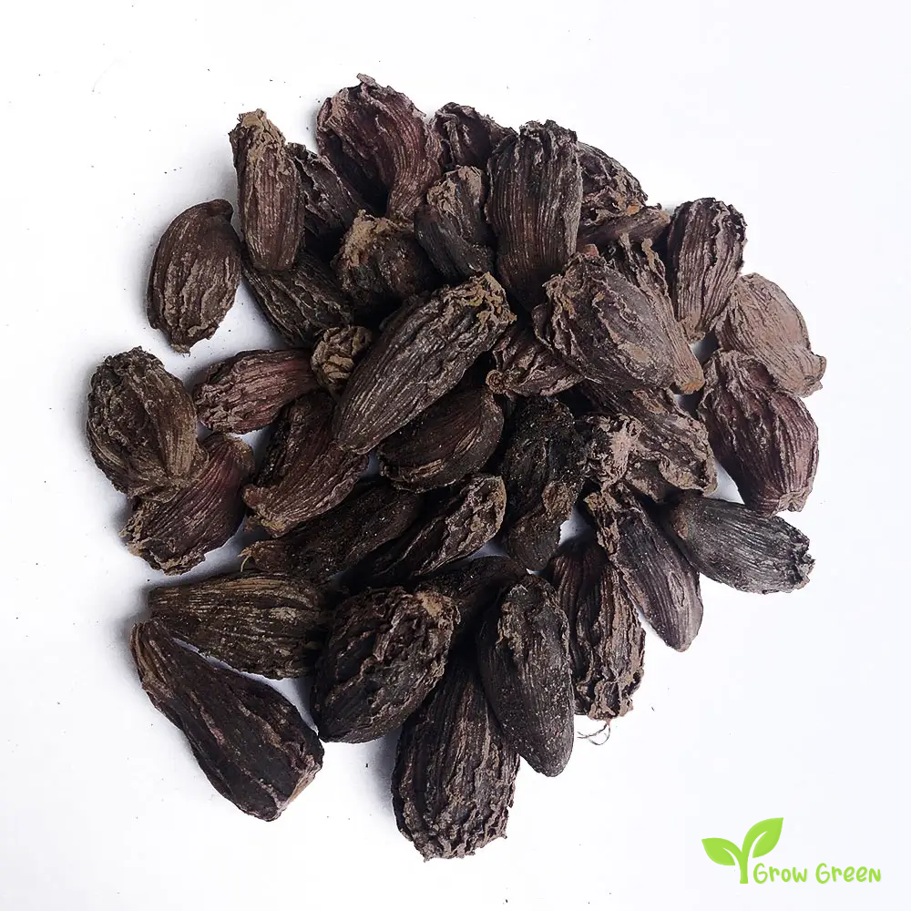 20 seeds of Black Cardamom - AMOMUM SUBULATUM + 5 seeds of Sunflower