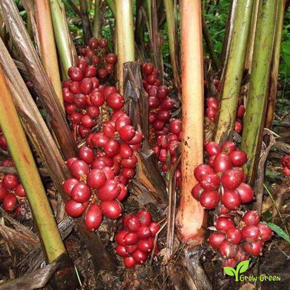 20 seeds of Black Cardamom - AMOMUM SUBULATUM + 5 seeds of Sunflower