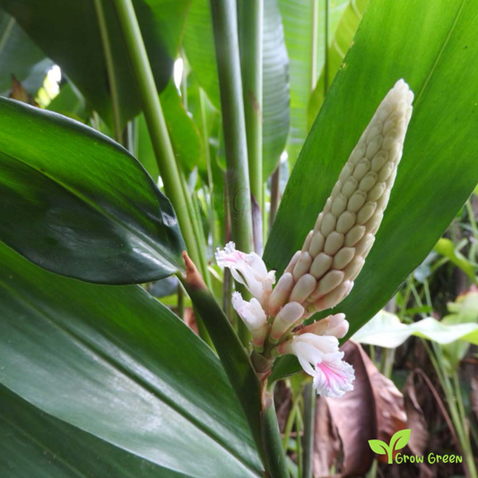 20 seeds of Black Cardamom - AMOMUM SUBULATUM + 5 seeds of Sunflower