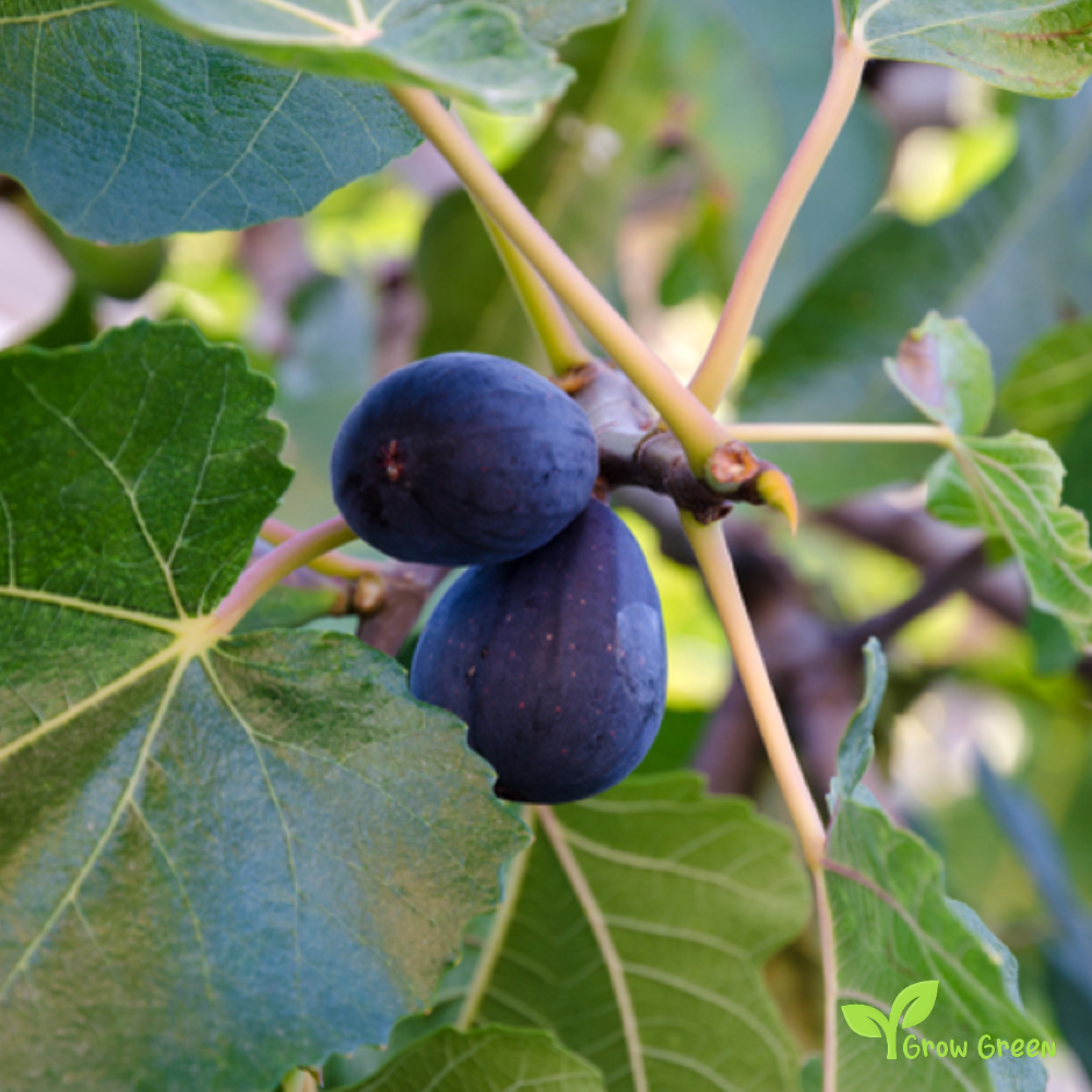 20 seeds of Black Fig - FICUS CARICA - Common Fig + 5 seeds of Sunflower