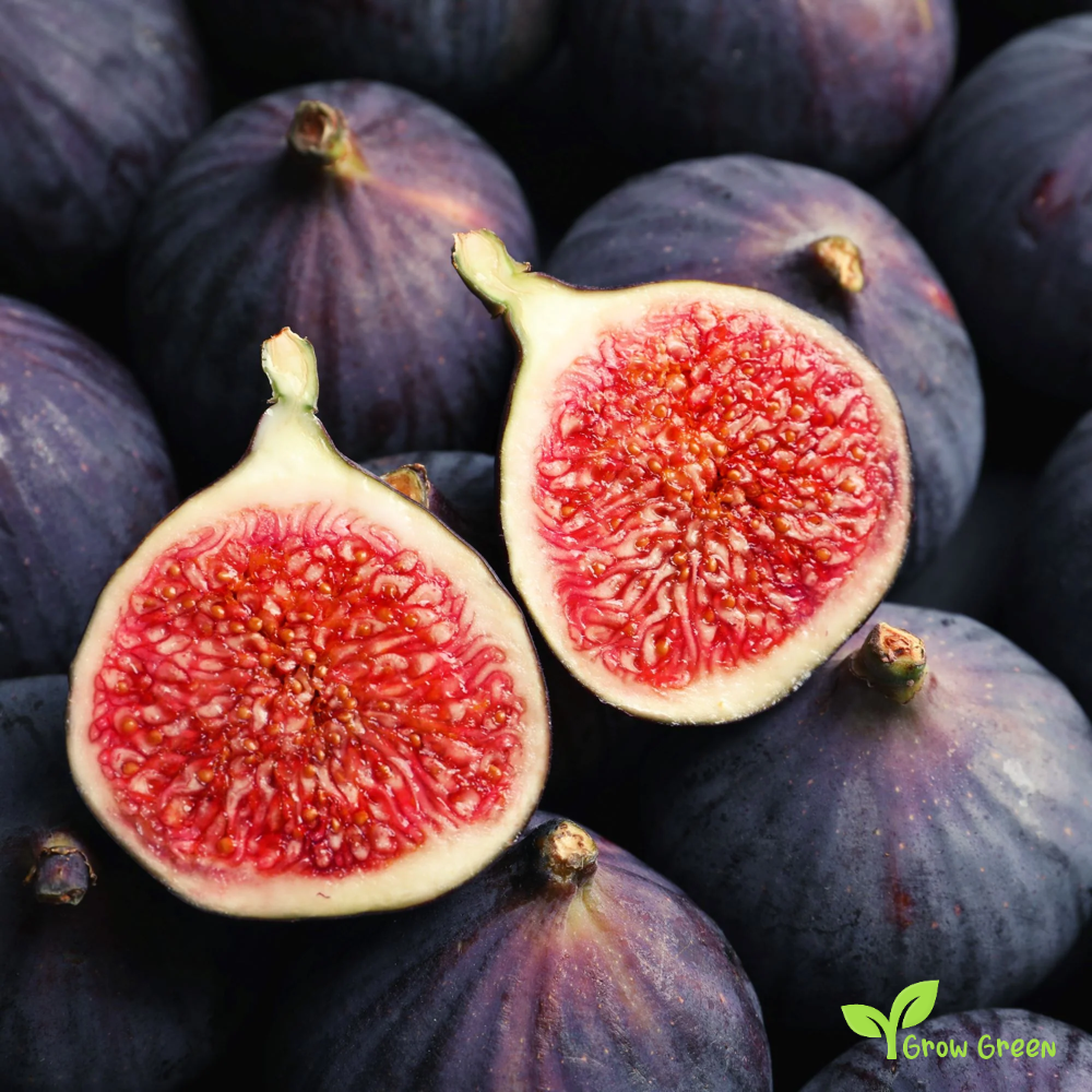 20 seeds of Black Fig - FICUS CARICA - Common Fig + 5 seeds of Sunflower