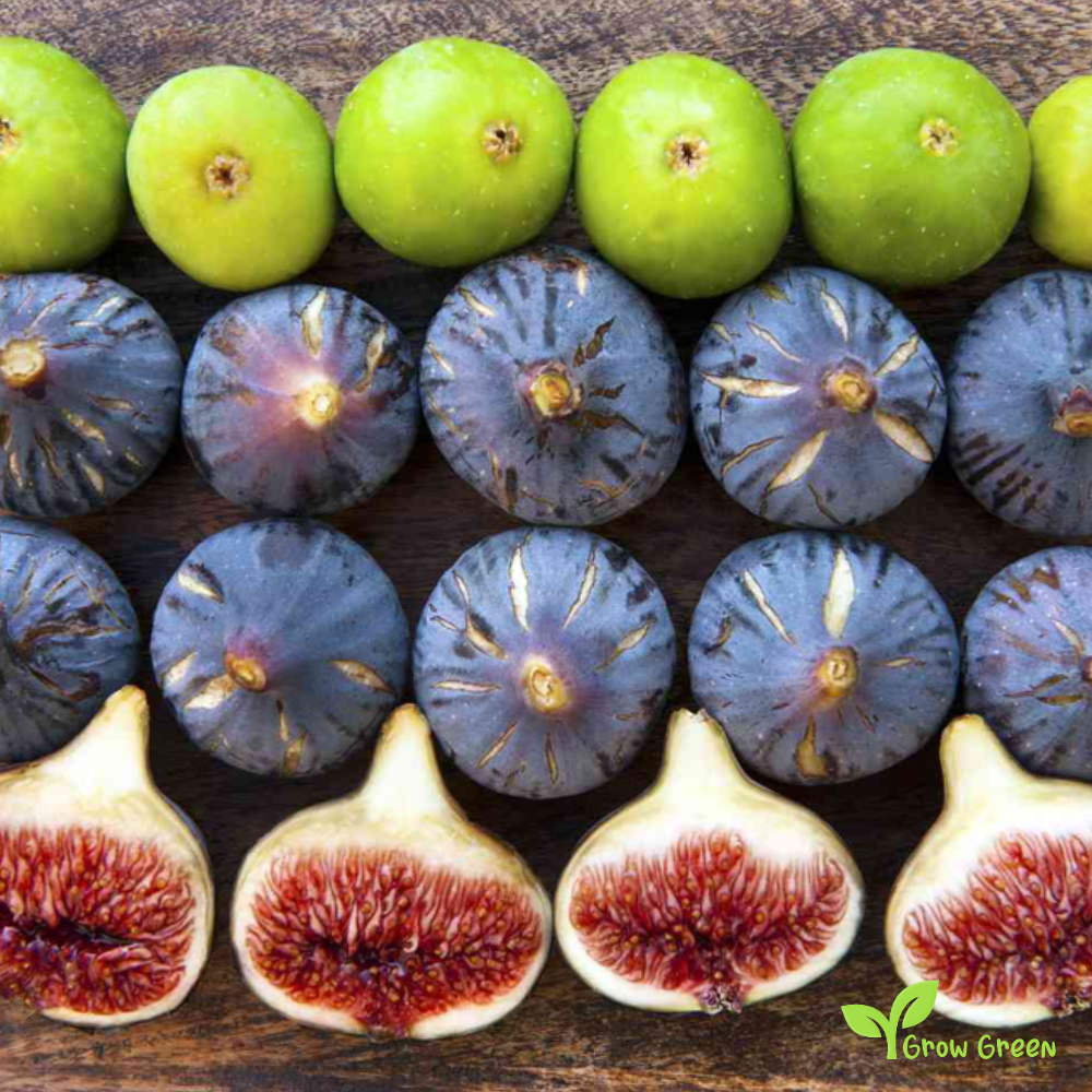 20 seeds of Black Fig - FICUS CARICA - Common Fig + 5 seeds of Sunflower