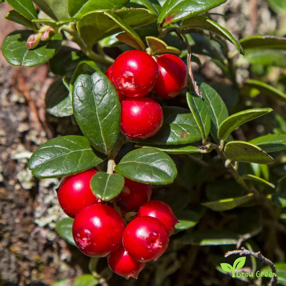 20 seeds of Cranberry - VACCINIUM OXYDOCOCCOS + 5 seeds of Sunflower