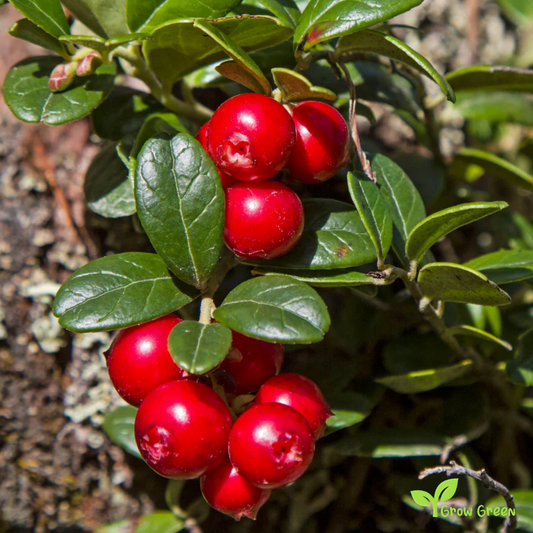 20 seeds of Cranberry - VACCINIUM OXYDOCOCCOS + 5 seeds of Sunflower
