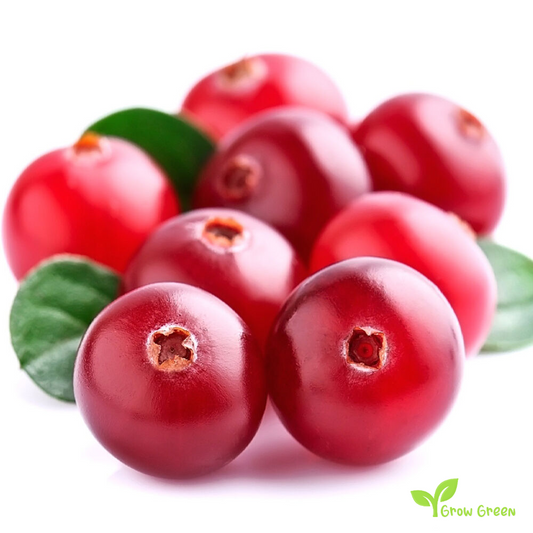 20 seeds of Cranberry - VACCINIUM OXYDOCOCCOS + 5 seeds of Sunflower