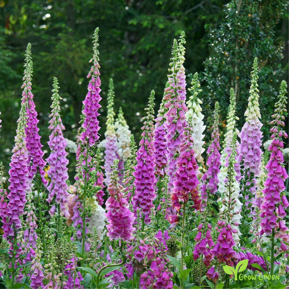 20 seeds of Common Foxglove - DIGITALIS PURPUREA + 5 seeds of Sunflower