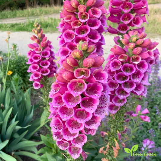 20 seeds of Common Foxglove - DIGITALIS PURPUREA + 5 seeds of Sunflower
