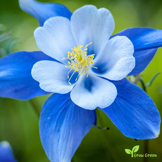 20 seeds of Colorado Blue Columbine - AQUILEGIA COERULEA + 5 seeds of Sunflower