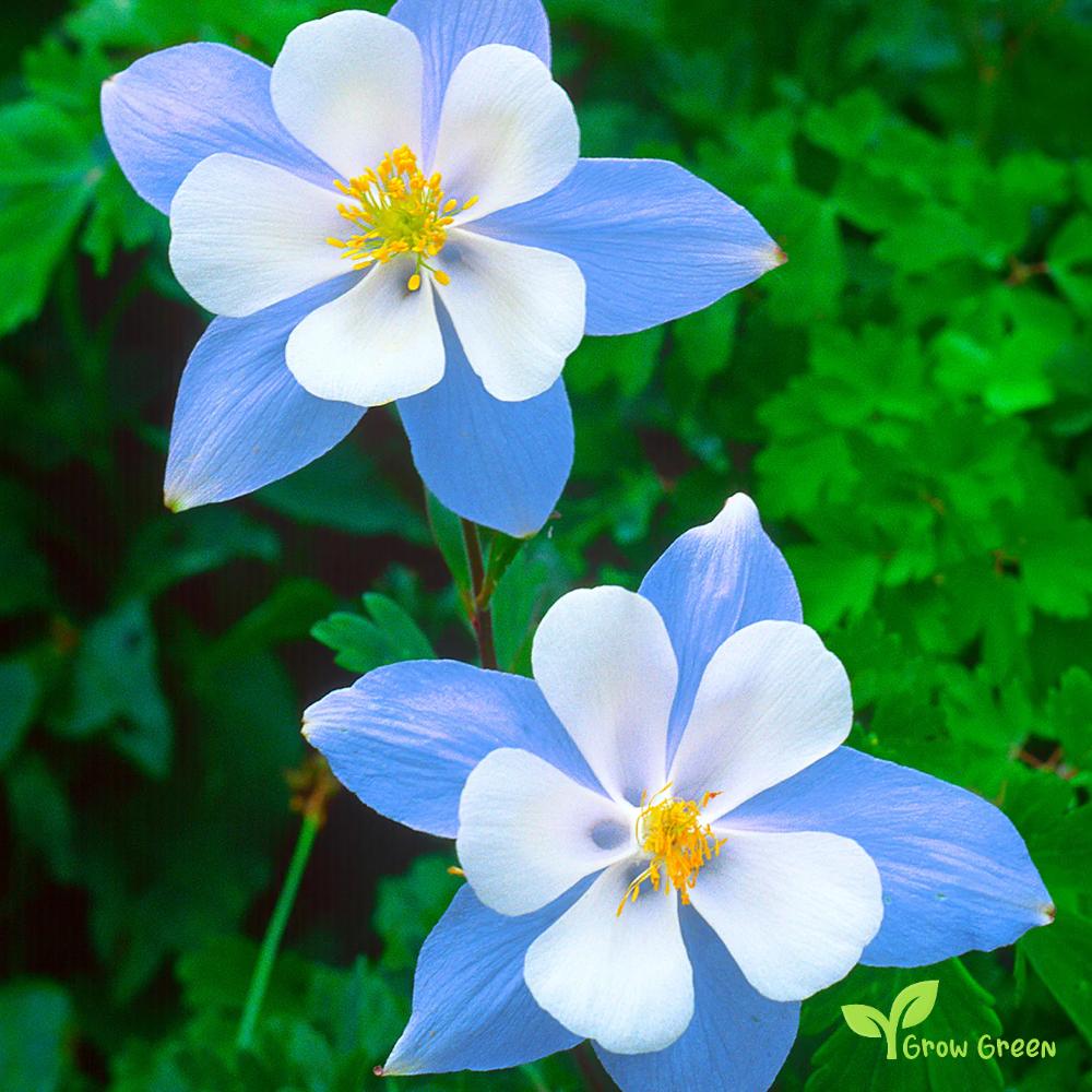 20 seeds of Colorado Blue Columbine - AQUILEGIA COERULEA + 5 seeds of Sunflower