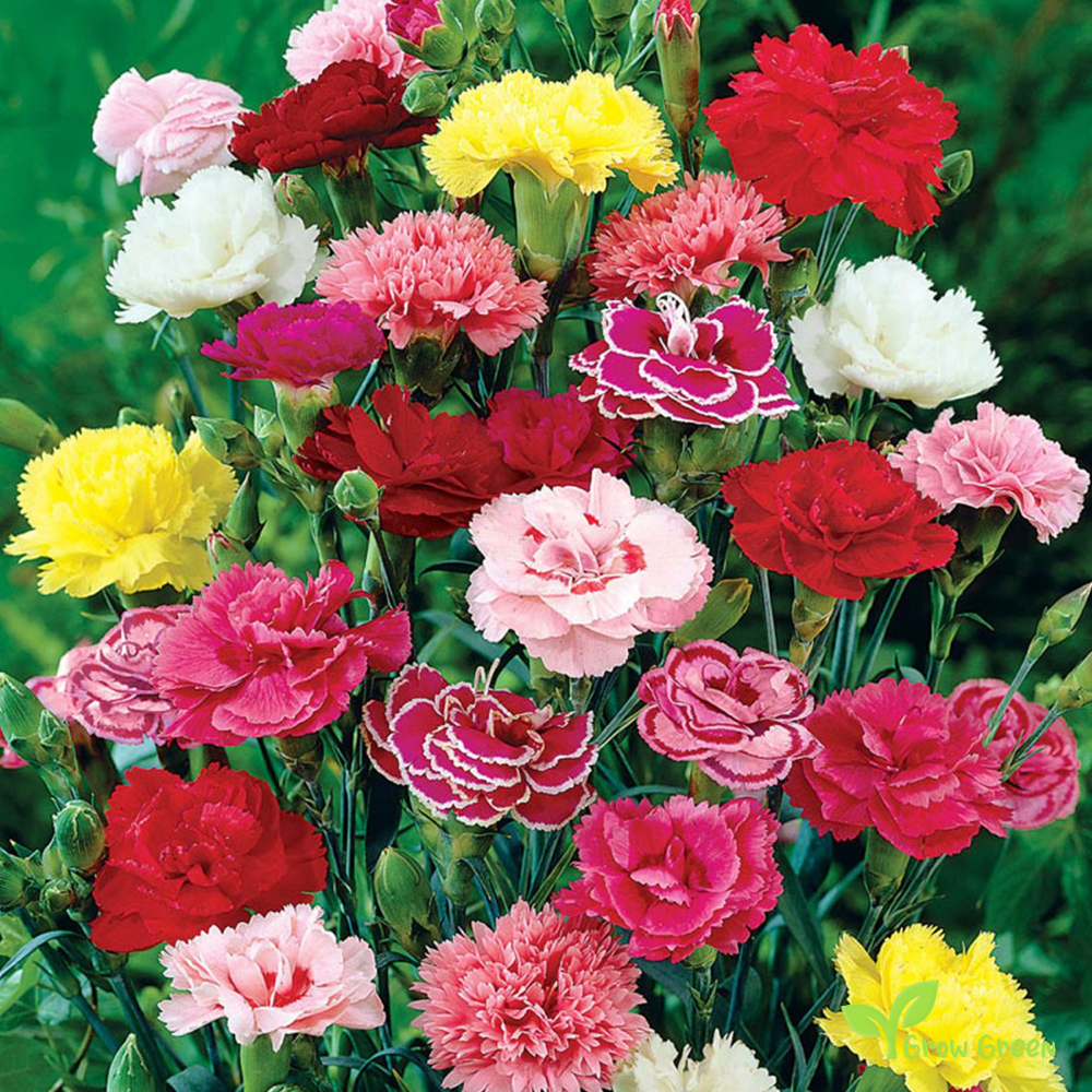 20 seeds of Carnation Mix - DIANTHUS CARYOPHYLLUS Clove Pink + 5 seeds of Sunflower