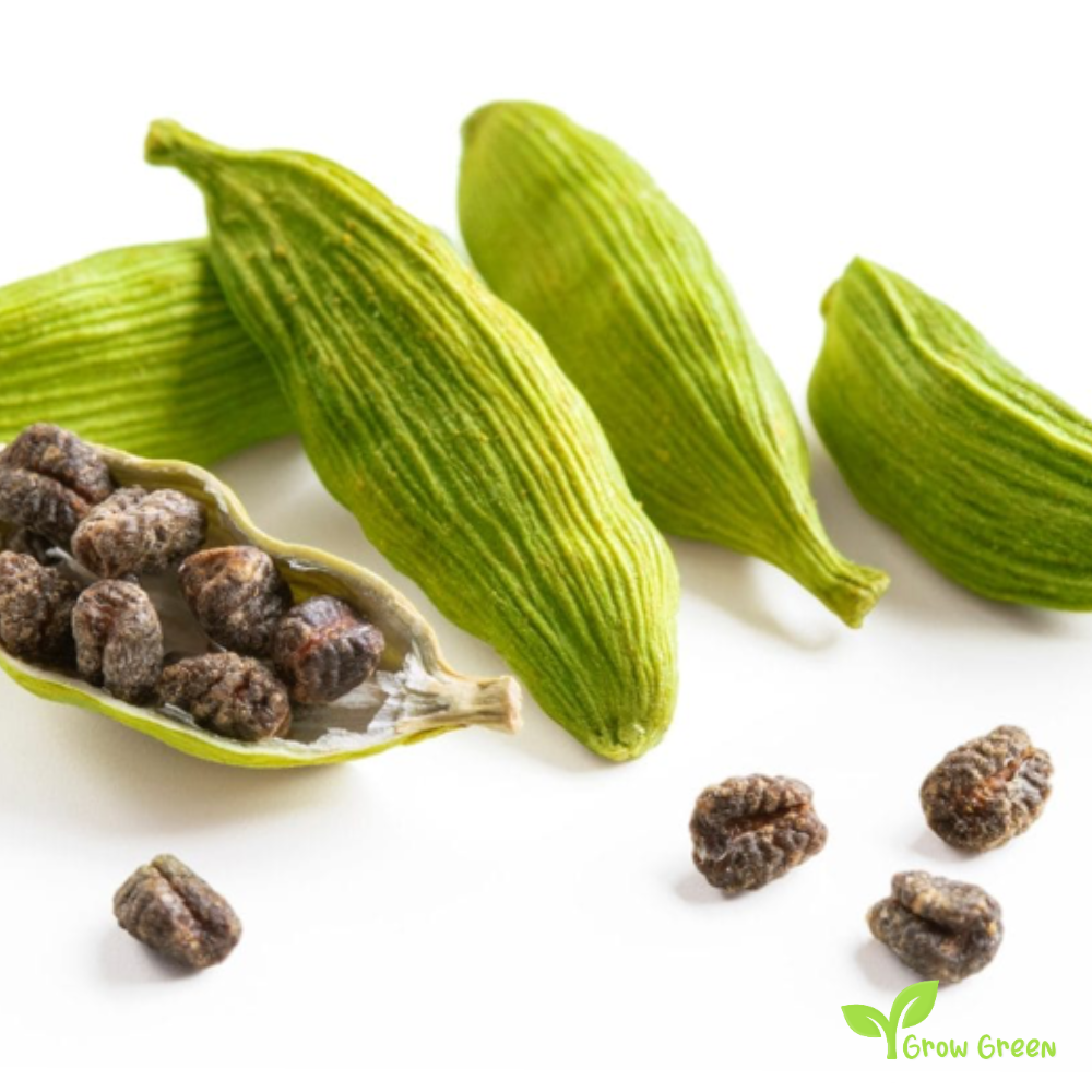 20 seeds of Cardamom - ELETTARIA CARDAMOMUM + 5 seeds of Sunflower