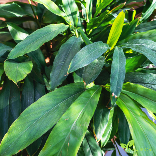 20 seeds of Cardamom - ELETTARIA CARDAMOMUM + 5 seeds of Sunflower