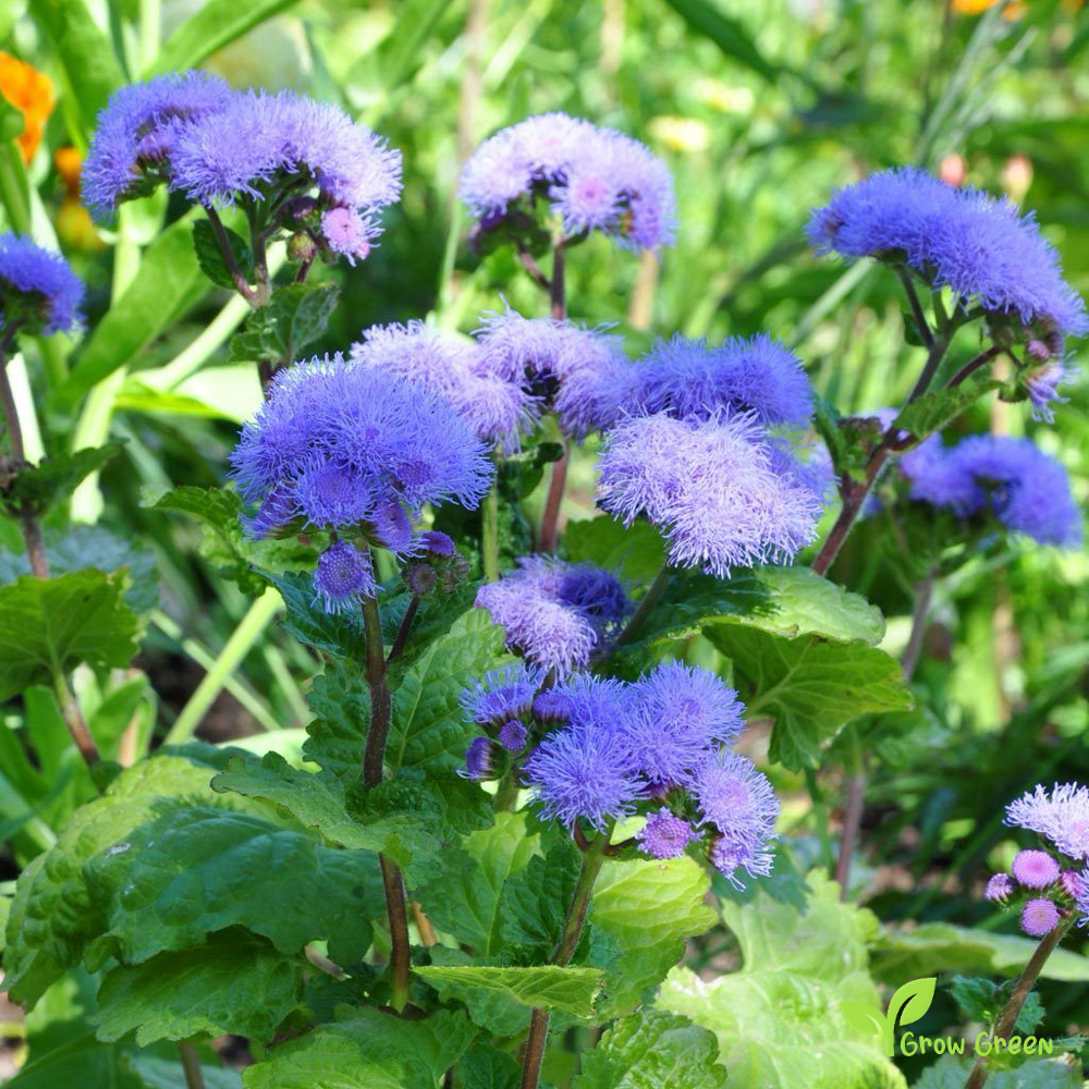 20 seeds of Bluemink - AGERATUM HOUSTONIANUM - Flossflower + 5 seeds of Sunflower