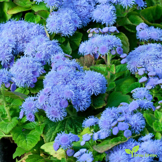 20 seeds of Bluemink - AGERATUM HOUSTONIANUM - Flossflower + 5 seeds of Sunflower