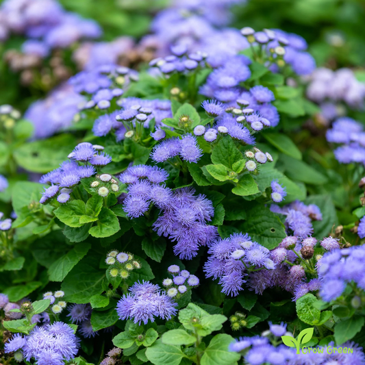 20 seeds of Bluemink - AGERATUM HOUSTONIANUM - Flossflower + 5 seeds of Sunflower