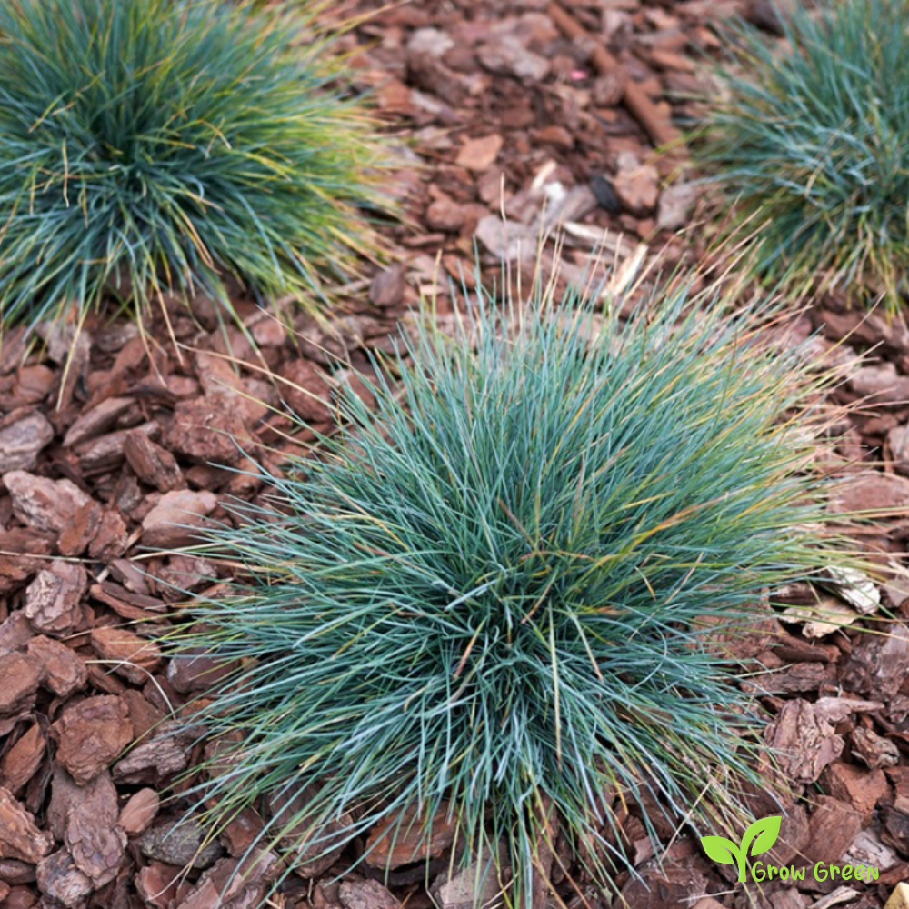 20 seeds of Blue Fescue - FESTUCA GLAUCA + 5 seeds of Sunflower