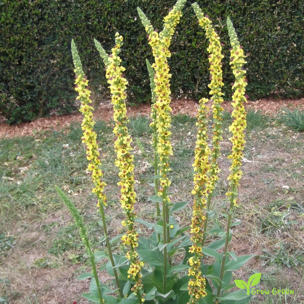 20 seeds of Black Mullein - VERBASCUM NIGRUM + 5 seeds of Sunflower