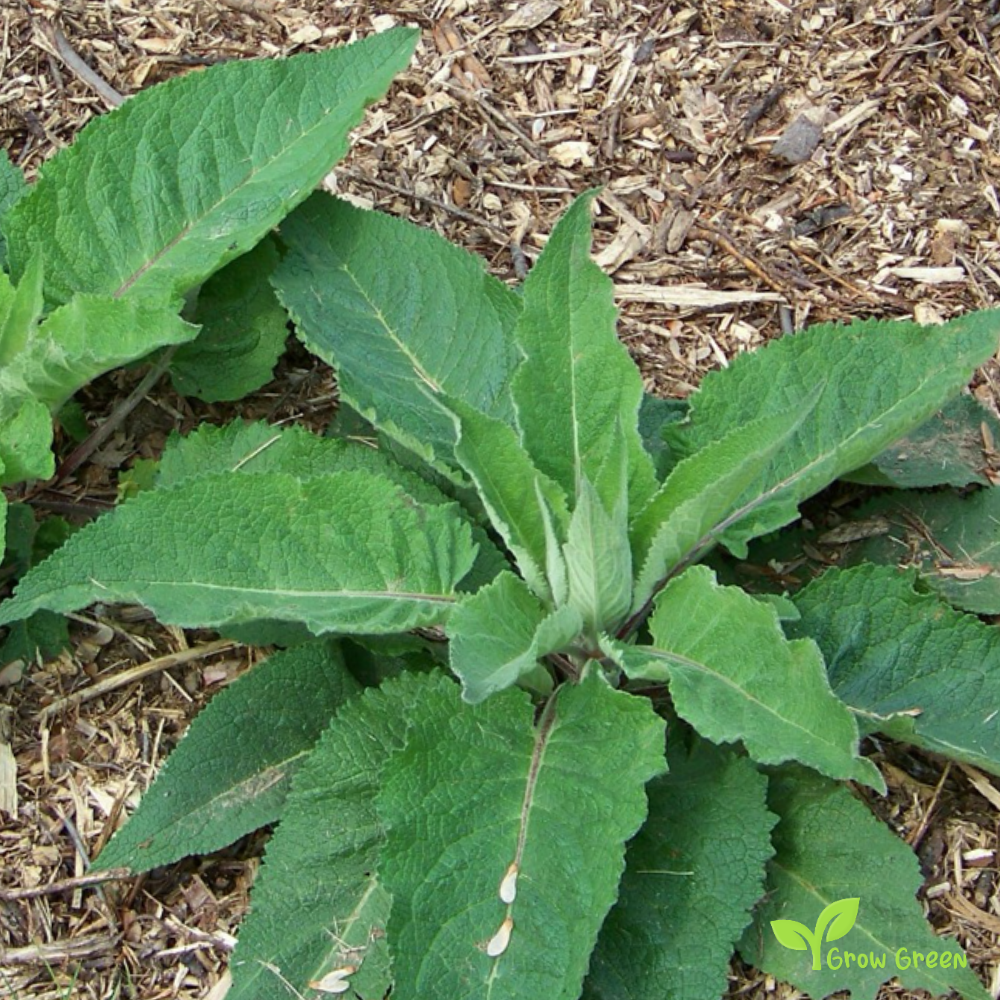 20 seeds of Black Mullein - VERBASCUM NIGRUM + 5 seeds of Sunflower