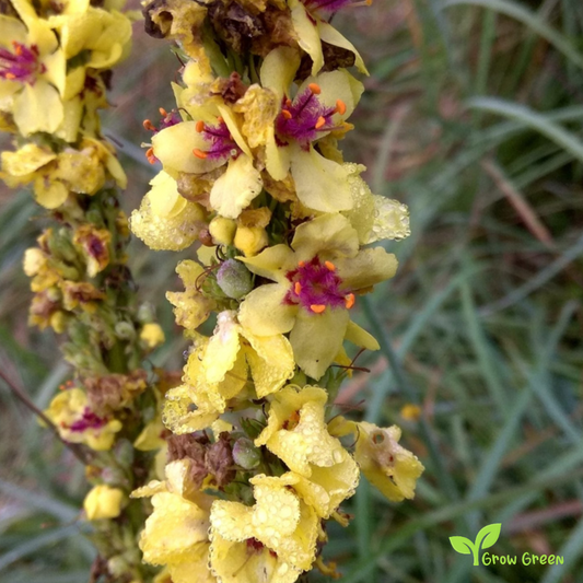 20 seeds of Black Mullein - VERBASCUM NIGRUM + 5 seeds of Sunflower