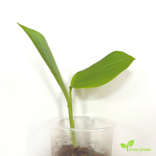 10cm tall Turmeric Plant - CURCUMA LONGA + GIFT 5 seeds of Sunflower