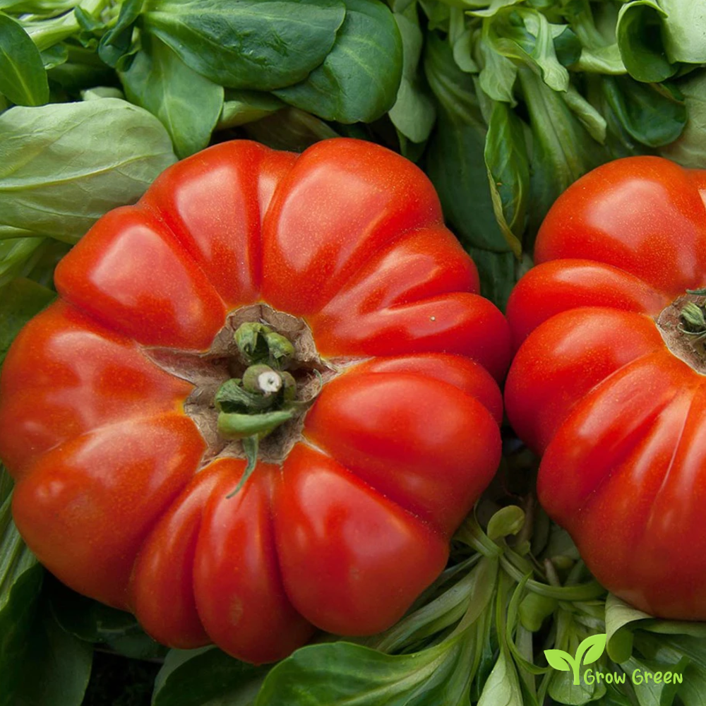 10 seeds Marmande Tomato - SOLANUM LYCOPERSICUM + 5 seeds of Sunflower