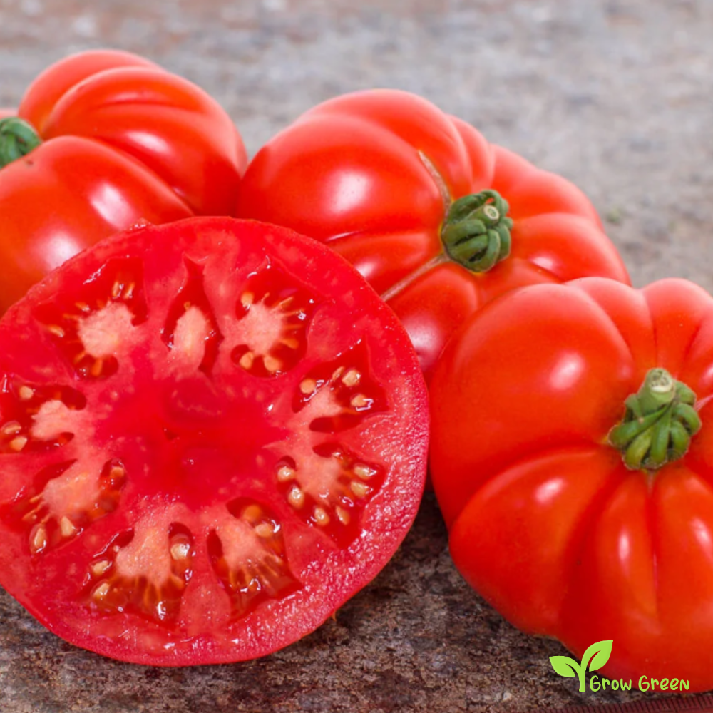 10 seeds Marmande Tomato - SOLANUM LYCOPERSICUM + 5 seeds of Sunflower