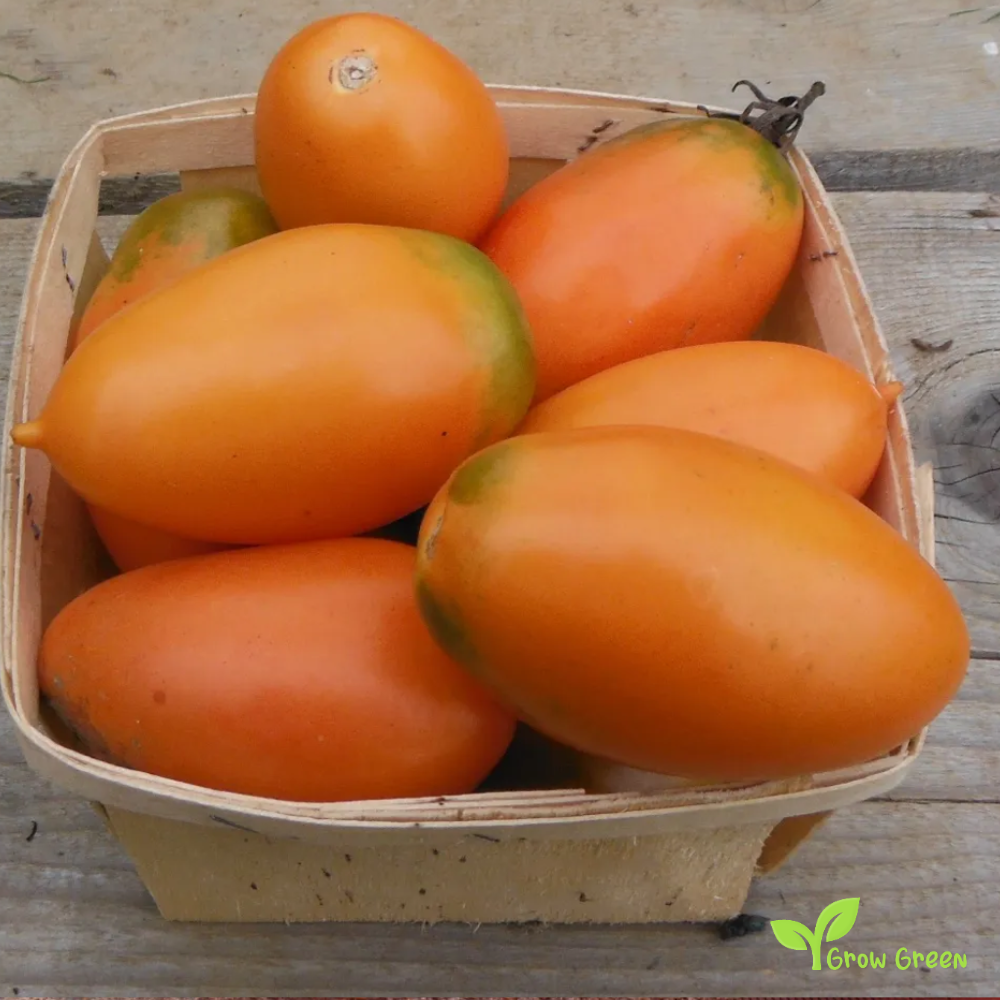 10 seeds Orange Roma Tomato - SOLANUM LYCOPERSICUM + 5 seeds of Sunflower
