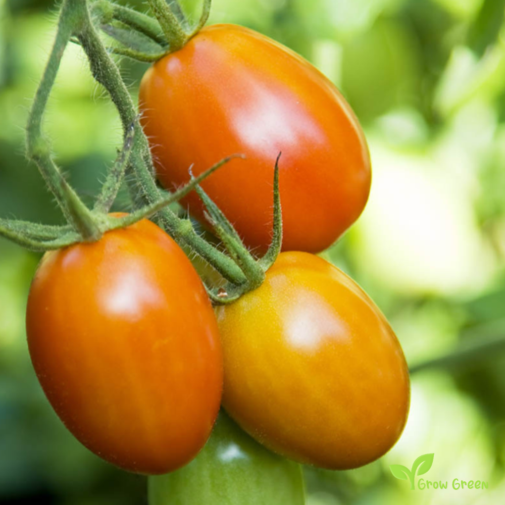 10 seeds Orange Roma Tomato - SOLANUM LYCOPERSICUM + 5 seeds of Sunflower