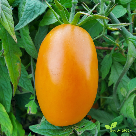 10 seeds Orange Roma Tomato - SOLANUM LYCOPERSICUM + 5 seeds of Sunflower