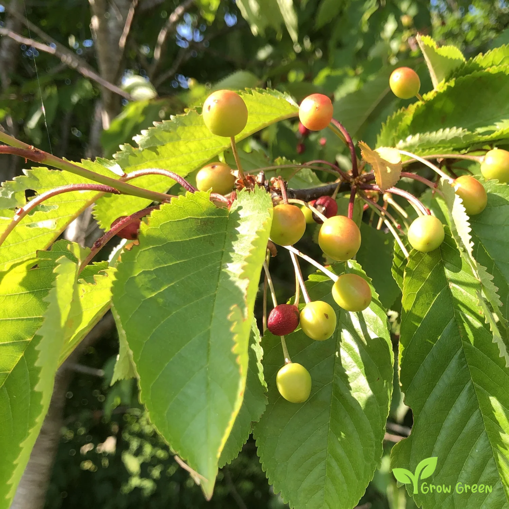 5 seeds of Wild Cherry - PRUNUS AVIUM - Sweet Cherry + 5 seeds of Sunflower