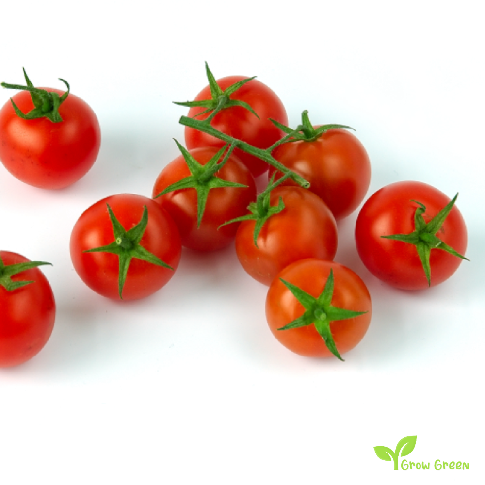 10 seeds Cherry Tomato - SOLANUM LYCOPERSICUM + 5 seeds of Sunflower