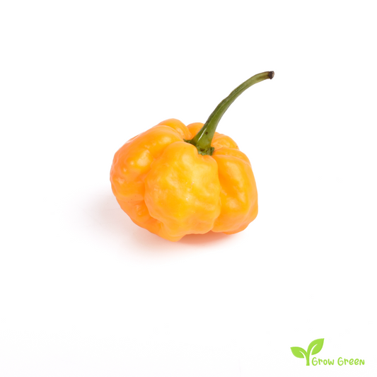 10 seeds of Yellow Jamaican Hot Chilli - CAPSICUM CHINENESE - 5 seeds Sunflower