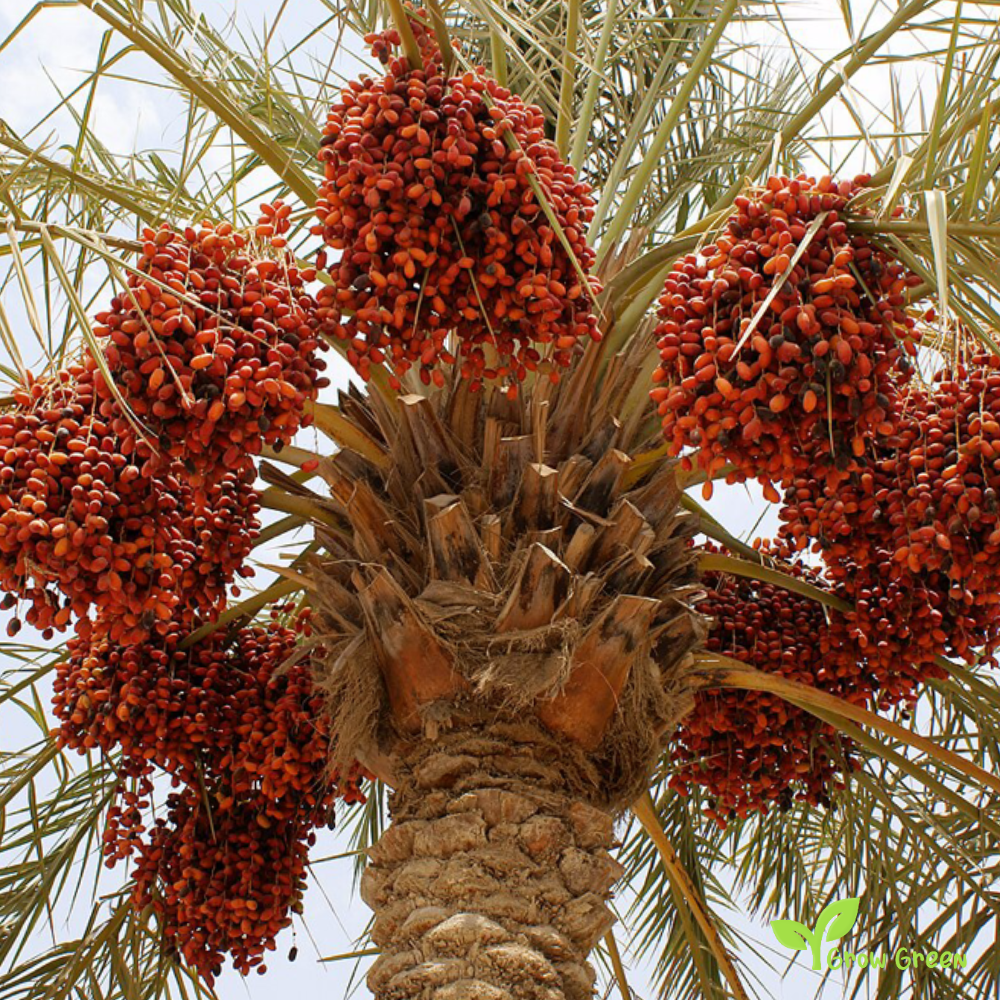 5 seeds of Date Palm - PHOENIX DACTYLIFERA - Date + 5 seeds Sunflower