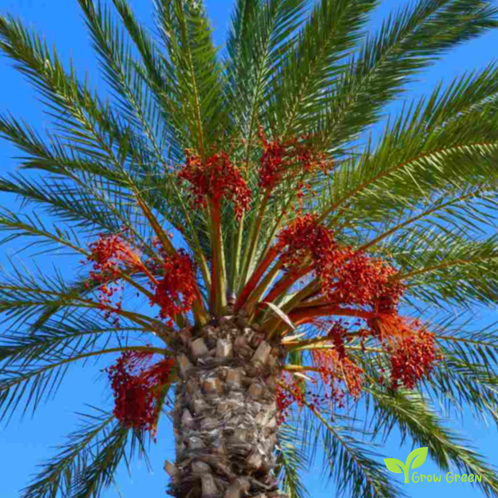 5 seeds of Date Palm - PHOENIX DACTYLIFERA - Date + 5 seeds Sunflower