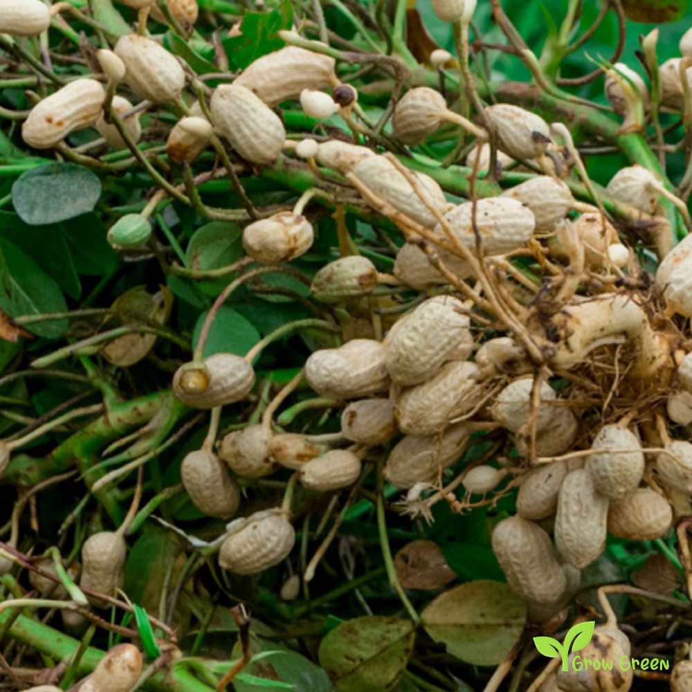 5 seeds of Peanut - ARACHIS HYPOGAEA - Monkey Nut + GIFT 5 seeds of Sunflower