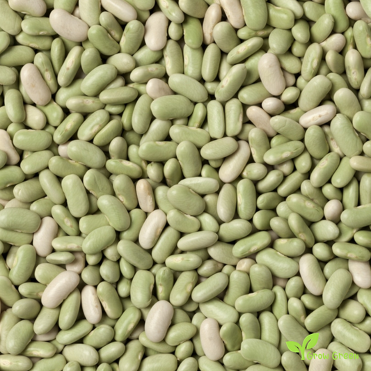 50 seeds of Flageolot Bean - Phaseolus Vulgaris - Beans + GIFT 5 seeds Sunflower