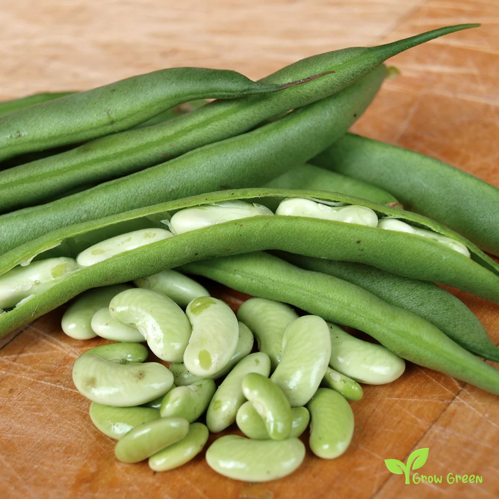 50 seeds of Flageolot Bean - Phaseolus Vulgaris - Beans + GIFT 5 seeds Sunflower