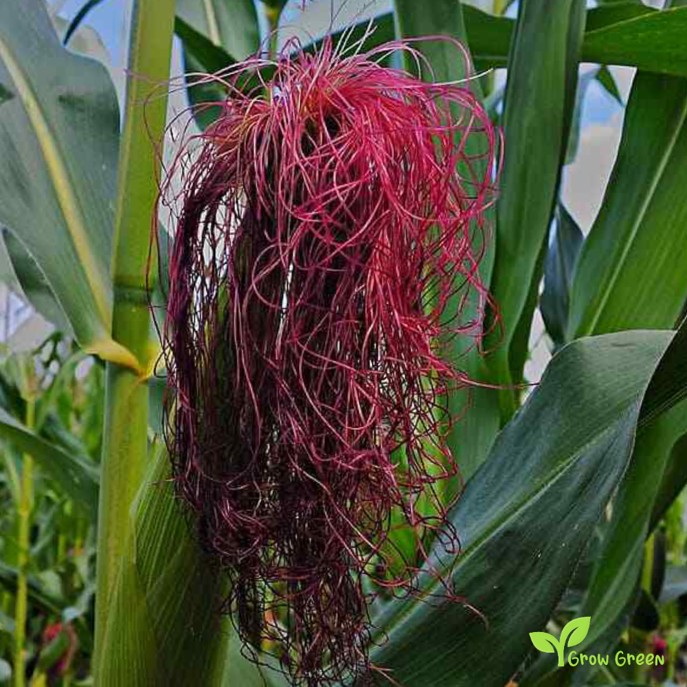 10 seeds of Amber Maize - ZEA MAYS - Amber Corn + GIFT 5 seeds Sunflower