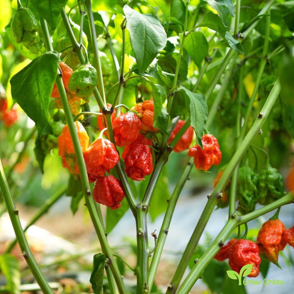 5 seeds Carolina Reaper Chilli - CAPSICUM CHINENESE - 2017 Record +5s. Sunflower