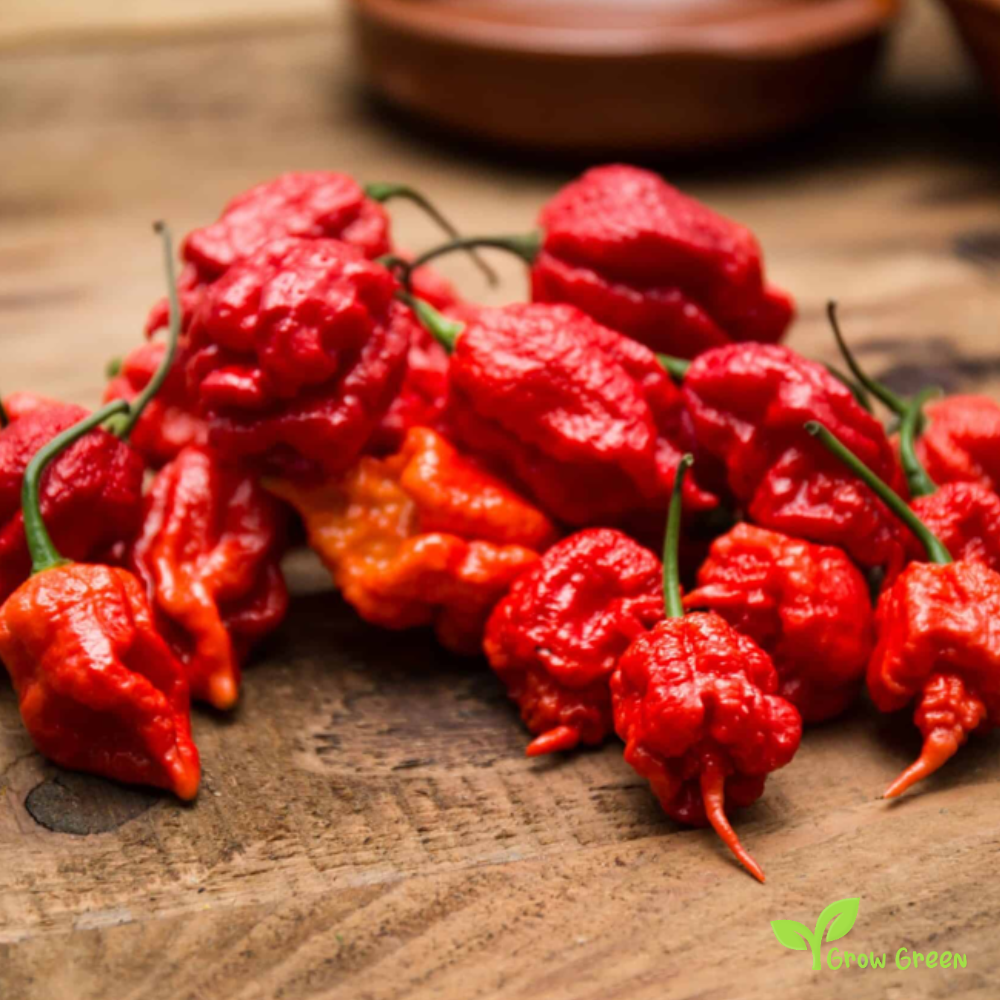 5 seeds Carolina Reaper Chilli - CAPSICUM CHINENESE - 2017 Record +5s. Sunflower