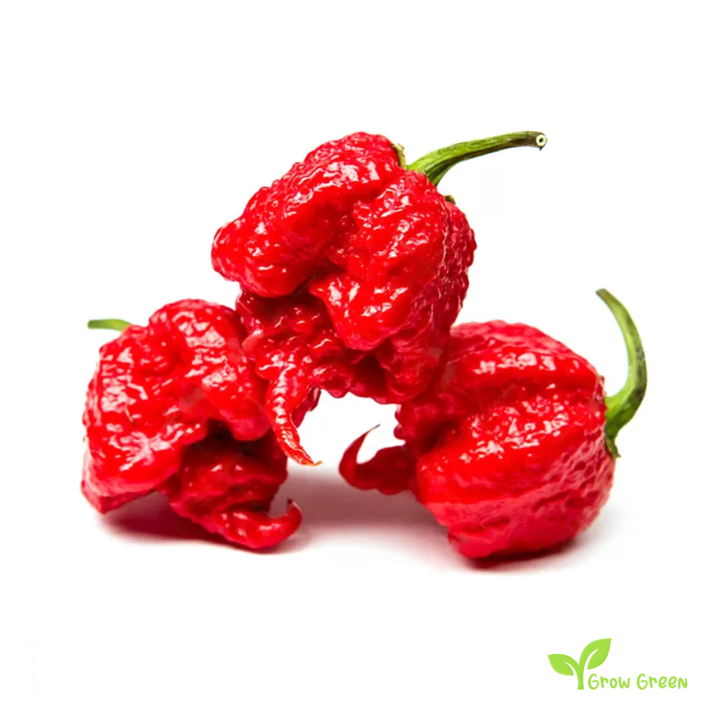 5 seeds Carolina Reaper Chilli - CAPSICUM CHINENESE - 2017 Record +5s. Sunflower