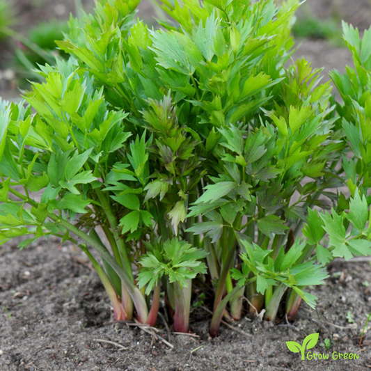 20 seeds of Lovage - LEVISTICUM OFFICINALE - 5 seeds Sunflower