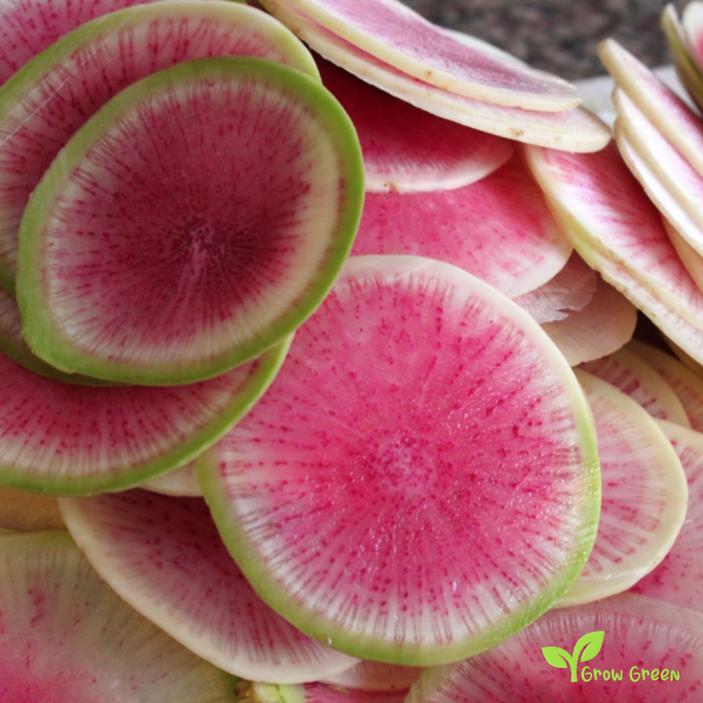 50 seeds of Winter Radish Watermelon Red Meat - RAPHANUS SATIVUS +5s Sunflower